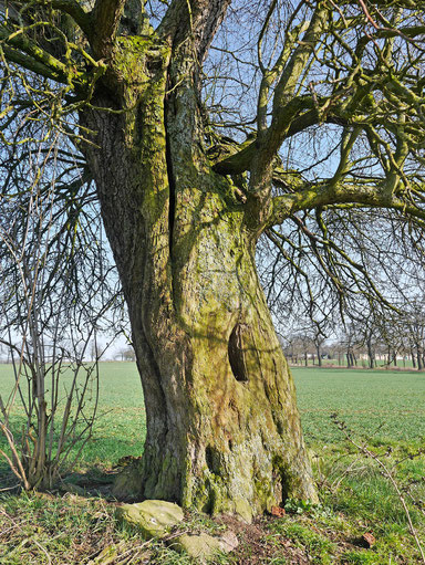 Apfel bei Beberbeck