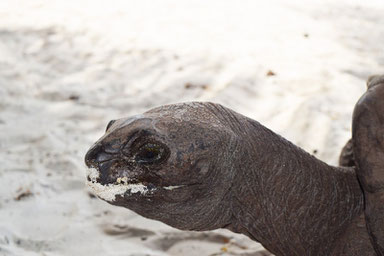 5 Things to Do in The Seychelles Islands - Curieuse Island