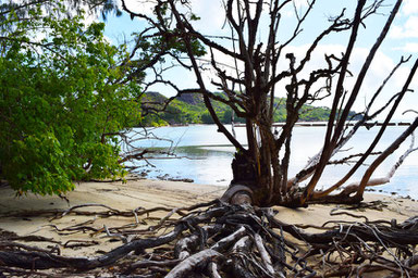 Our trip to the beautiful Seychelles - Vegetation on the Curieuse Island