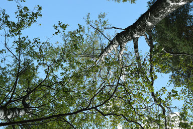 One of Our Short Breaks in Finland - Finnish Trees are Huge!