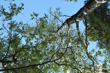 One of Our Short Breaks in Finland - Finnish Trees are Huge!