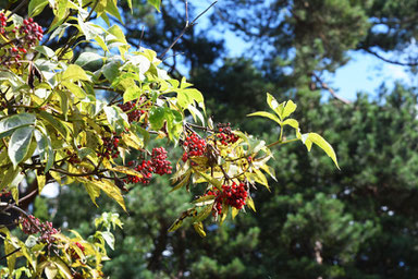 One of Our Short Breaks in Finland - What is this? :)