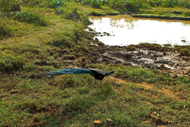 9 Days in Sri lanka - Peecock in Udawalawe National Park