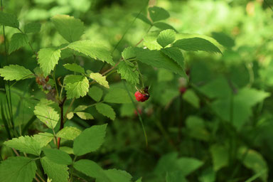 One of Our Short Breaks in Finland - Picking Raspberries