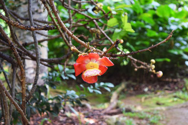 Our trip to the Seychelles islands - Nice flowers at the Botanical garden