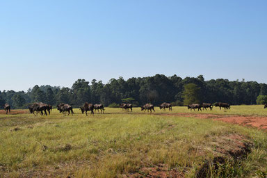 A Scenic Drive Through Swaziland - Mlilwane Wildlife Sanctuary