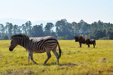 A Scenic Drive Through Swaziland - Mlilwane Wildlife Sanctuary