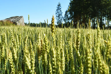 One of Our Short Breaks in Finland - Finnish Countryside