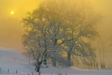 Nebel # Feld Horbach #Roland Valter
