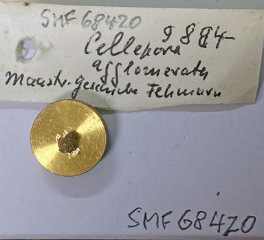 Senckenberg, Bryozoa, Bryozoen, Moostierchen, Sammlung Voigt