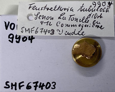 Senckenberg, Bryozoa, Bryozoen, Moostierchen, Sammlung Voigt