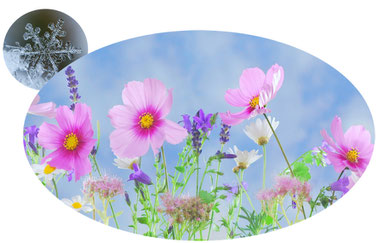 winter and spring