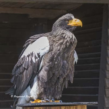 riesenseeadler