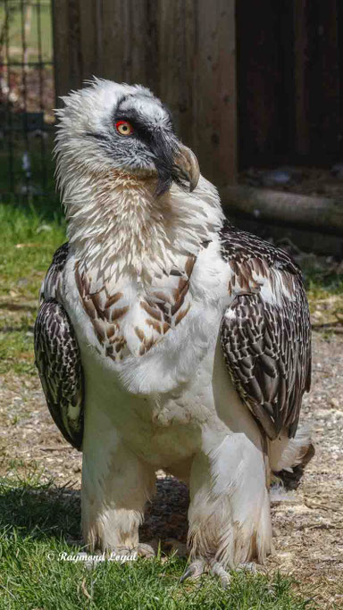 bartgeier vogel portrait