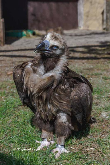 moenchsgeier vogel portrait