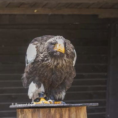 riesenseeadler