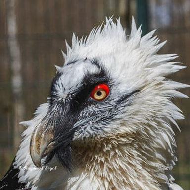 bartgeier vogle portrait