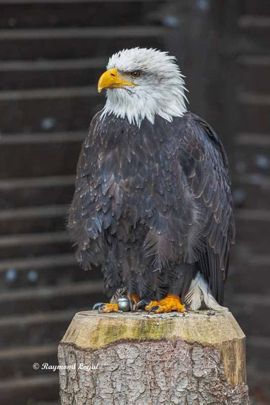 weisskopfseeadler
