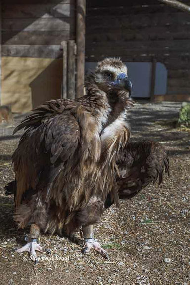 moenchsgeier vogel portrait