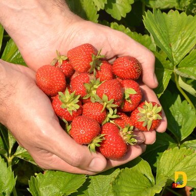 Handvoll rote Erdbeeren, genießen aus eigenem Anbau