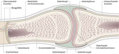 Illustration zum Bau eines Knochens und eines Gelenks