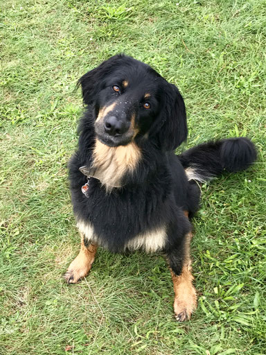 Was für den Hund giftig ist