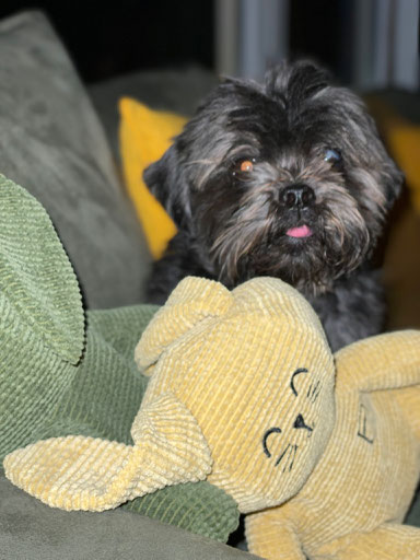 Vermiste hond