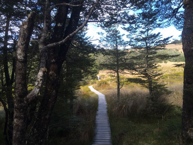 Bealey Spur Track