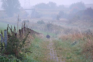                              Wildschweinsichtung 2016 im Voslapper Groden Nord