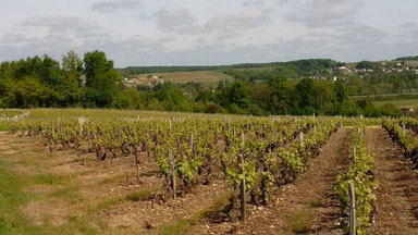 disbudding-workshop-guided-wine-tours-tastings-Loire-Valley-vineyard-Vouvray-Touraine-Tours-Amboise-Rendez-Vous-dans-les-Vignes-Myriam-Fouasse-Robert