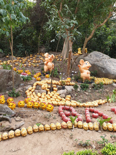 Schweine am Wegrand beim Bo Ho Wasserfall in Vietnam