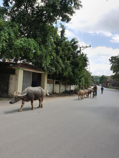 Wasserbüffel als Verkehrsteilnehmer in Tam Coc