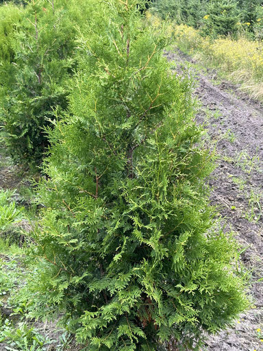 Thuja Brabant im Sommertrieb