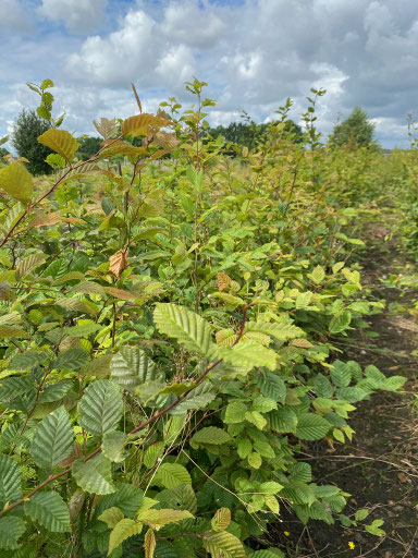 Bild zeigt die Weißbuche im Sommertrieb