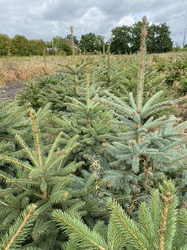 Picea pungens glc. nach Triebschluss