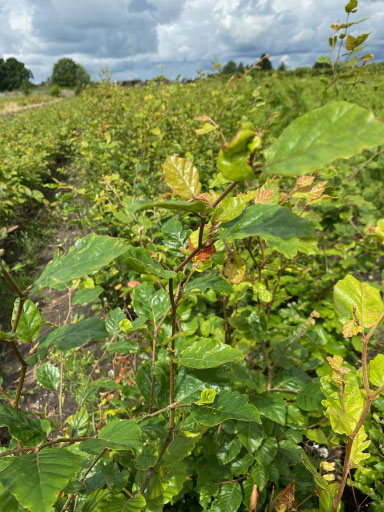 Bild zeigt die Rotbuche im Sommertrieb