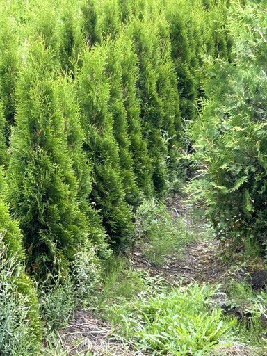 Thuja Smaragd im Sommertrieb