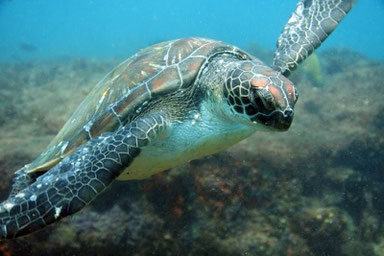 Turtles in Zavora with Wobbegong Divers. Dante Harker
