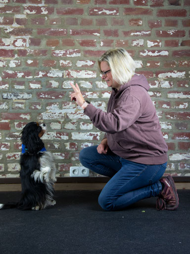 Einzeltraining Gruppenunterricht Hundetrainer Conny Sporrer