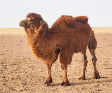 DICTÉE sur les ANIMAUX - Cm2 - chameau