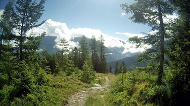 Wald Weg Zams Wenns Alpen Österreich E5