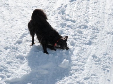 Hund sucht nach Schneebällen in Lech, Zürs, Arlberg