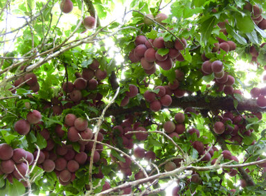 Plum harvest (2017. Jan.)