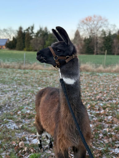 ein dunkelbraunes Lama, welches zur Seite blickt
