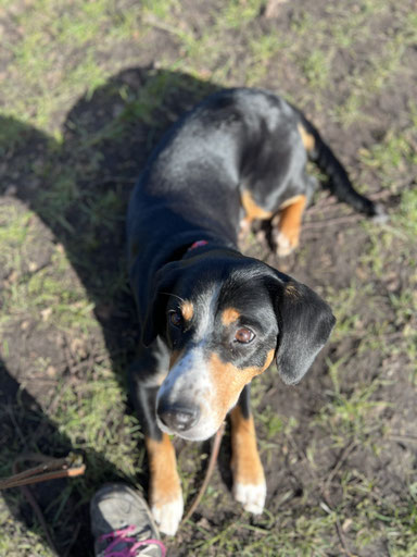 Rally Obedience auf dem Hundeplatz in Lindlar, Diepenbach 1, Lindlar von Rundum Glückshund