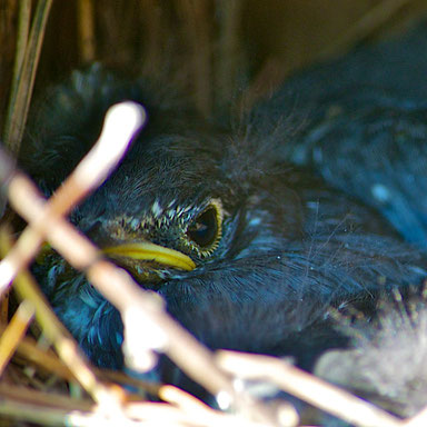 A young eastern bluebird, still in the nest, almost ready to fly.