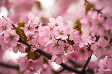 dictee-theme-printemps-fleurs