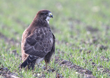 Mäusebussard (Foto: Bernhard Glüer) 