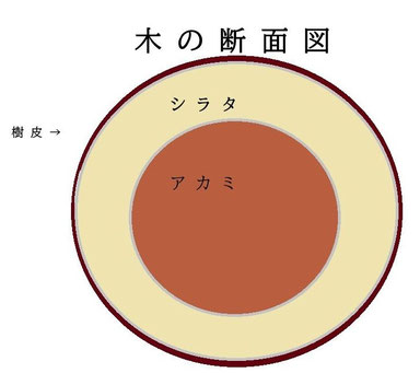 　年輪までは描けませんでした…
