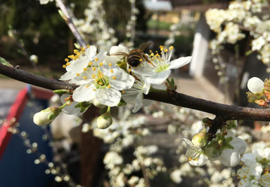 Honigbiene an blühendem Schwarzdorn, Foto Regula Zurgilgen